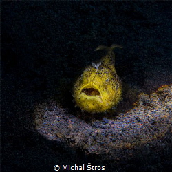 Juvenile yellow frogfish by Michal Štros 